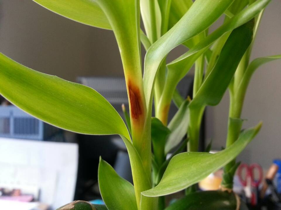 转运竹和富贵竹哪个好怎么使用才能转运?转运竹水养几根才最好