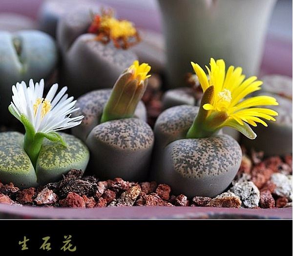 生石花怎么度夏能活多久为什么会蜕皮?生石花播种出苗后养护