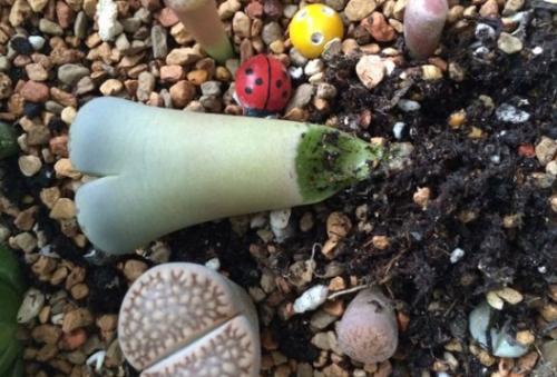 生石花怎么度夏能活多久为什么会蜕皮?生石花播种出苗后养护