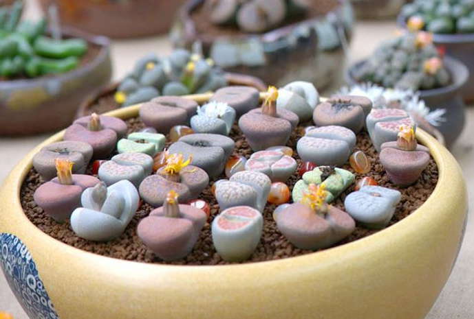 生石花怎么度夏能活多久为什么会蜕皮?生石花播种出苗后养护