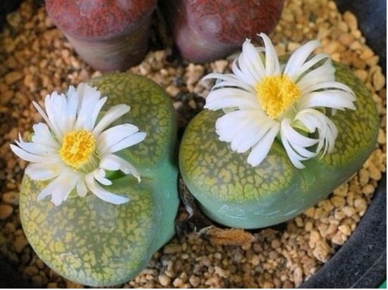 生石花怎么度夏能活多久为什么会蜕皮?生石花播种出苗后养护