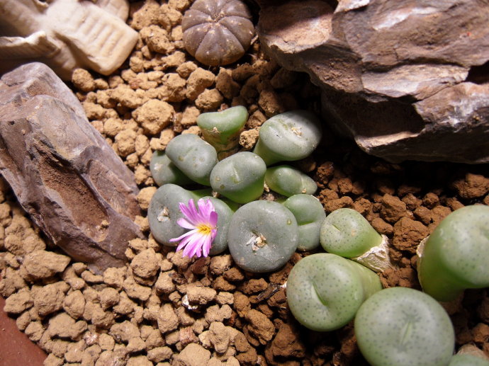 生石花,又名石头花,花如其名,两片球状叶及其上花纹酷似鹅卵石.