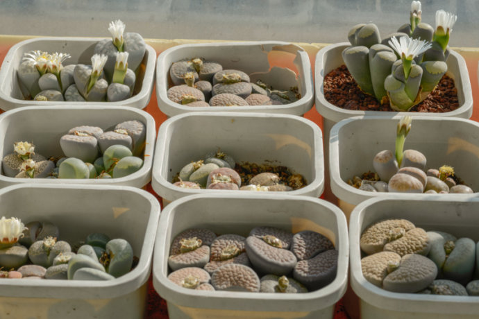 生石花长歪幼苗化水原因及抢救种子发芽过程图 生石花的花语资料