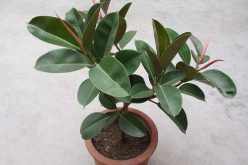 橡皮树的养殖方法和注意事项,橡皮树白色液体有毒吗能在家中养吗