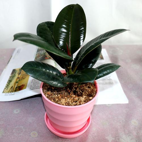 橡皮树的养殖方法和注意事项,橡皮树白色液体有毒吗能在家中养吗