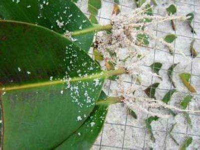 橡皮树叶子怎么扦插步骤过程图解,橡皮树竟这样养才能长得快窍门