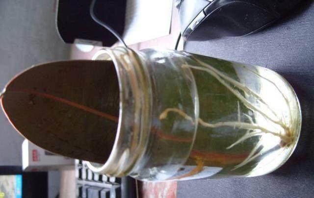 橡皮树叶子怎么扦插步骤过程图解,橡皮树竟这样养才能长得快窍门