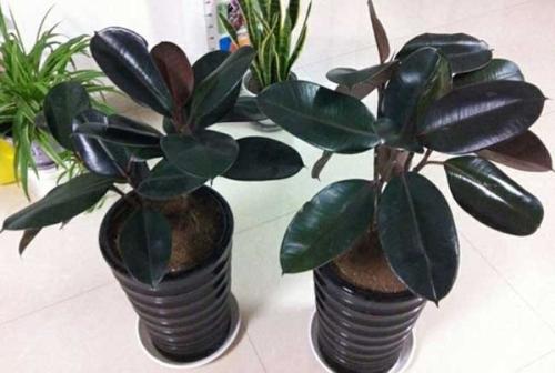 橡皮树叶子怎么扦插步骤过程图解,橡皮树竟这样养才能长得快窍门