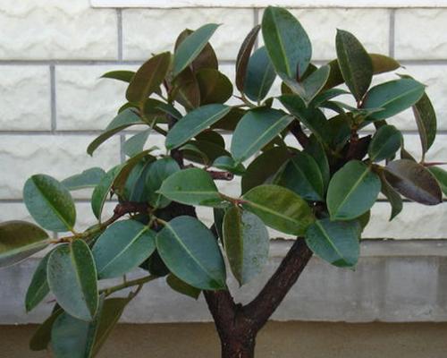 橡皮树叶子怎么扦插步骤过程图解,橡皮树竟这样养才能长得快窍门
