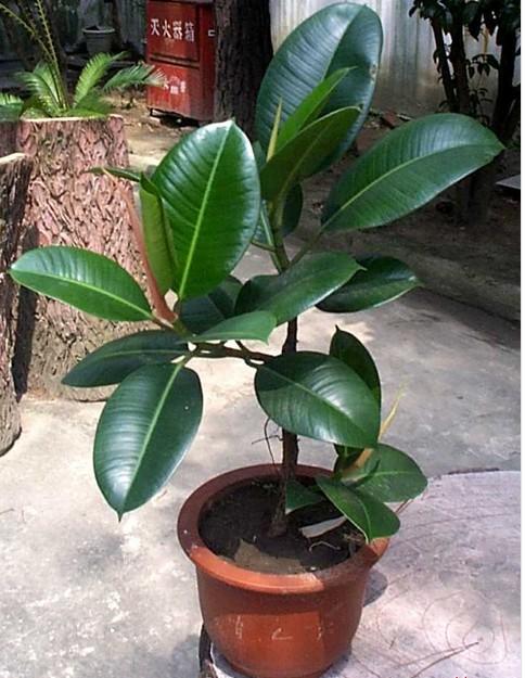 橡皮树叶子怎么扦插步骤过程图解,橡皮树竟这样养才能长得快窍门