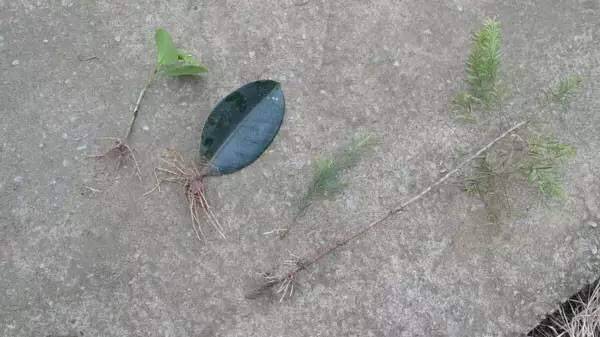 橡皮树叶子怎么扦插步骤过程图解,橡皮树竟这样养才能长得快窍门