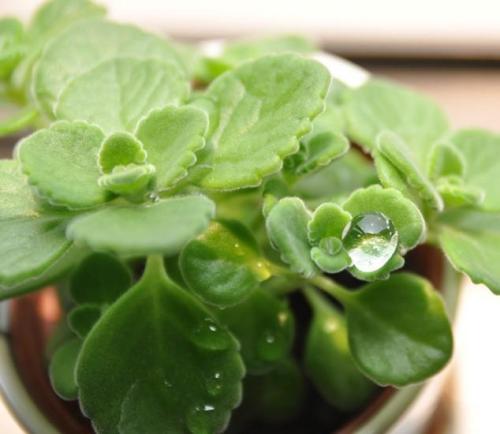 碰碰香的养殖方法和注意事项图,碰碰香的香味有毒吗能在卧室放吗