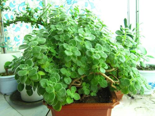 碰碰香的养殖方法和注意事项图,碰碰香的香味有毒吗能在卧室放吗