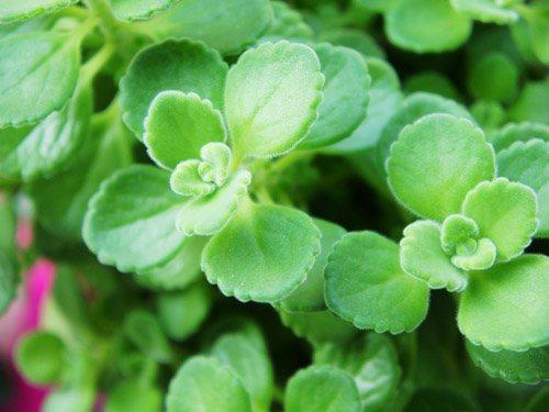 碰碰香的养殖方法和注意事项图,碰碰香的香味有毒吗能在卧室放吗