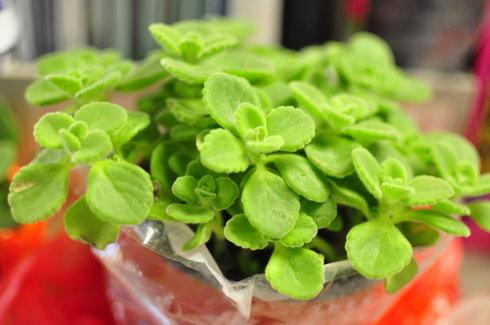 碰碰香的养殖方法和注意事项图,碰碰香的香味有毒吗能在卧室放吗