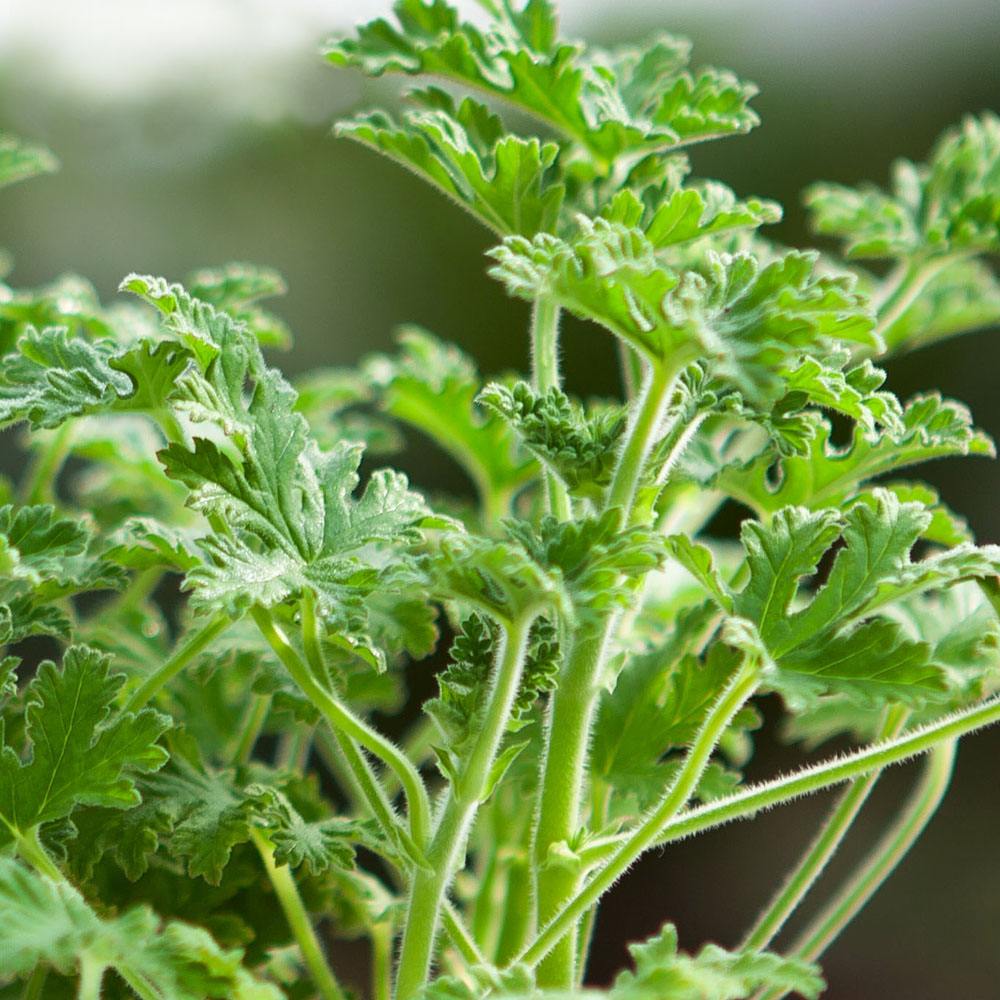 驱蚊草的养殖方法和注意事项及种子种植方法 驱蚊草扦插繁殖方法