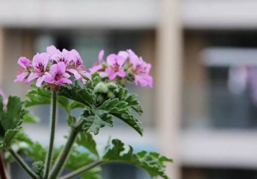 驱蚊草的养殖方法和注意事项及种子种植方法 驱蚊草扦插繁殖方法