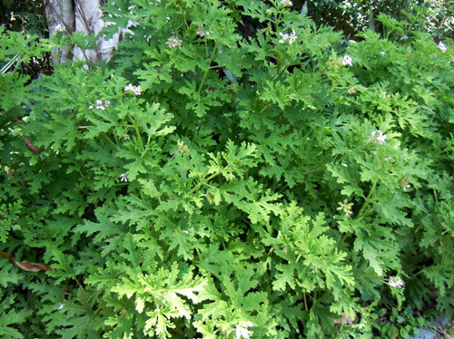 驱蚊草的生长过程及管理叶子发黄怎么办?驱蚊草有哪些品种图片