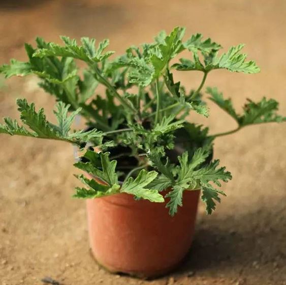 驱蚊草的生长过程及管理叶子发黄怎么办?驱蚊草有哪些品种图片