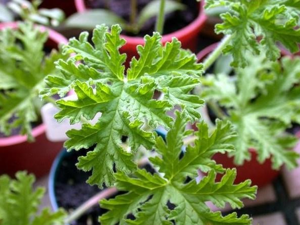 驱蚊草的生长过程及管理叶子发黄怎么办?驱蚊草有哪些品种图片