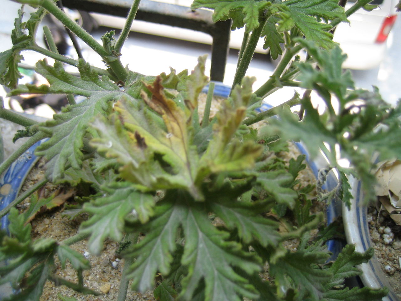 驱蚊草的生长过程及管理叶子发黄怎么办?驱蚊草有哪些品种图片