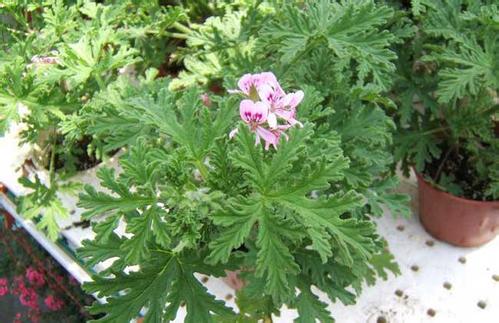 驱蚊草的生长过程及管理叶子发黄怎么办?驱蚊草有哪些品种图片