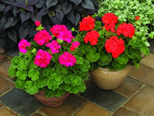 驱蚊草的生长过程及管理叶子发黄怎么办?驱蚊草有哪些品种图片