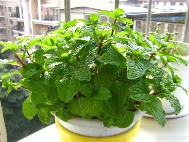 驱蚊草的生长过程及管理叶子发黄怎么办?驱蚊草有哪些品种图片