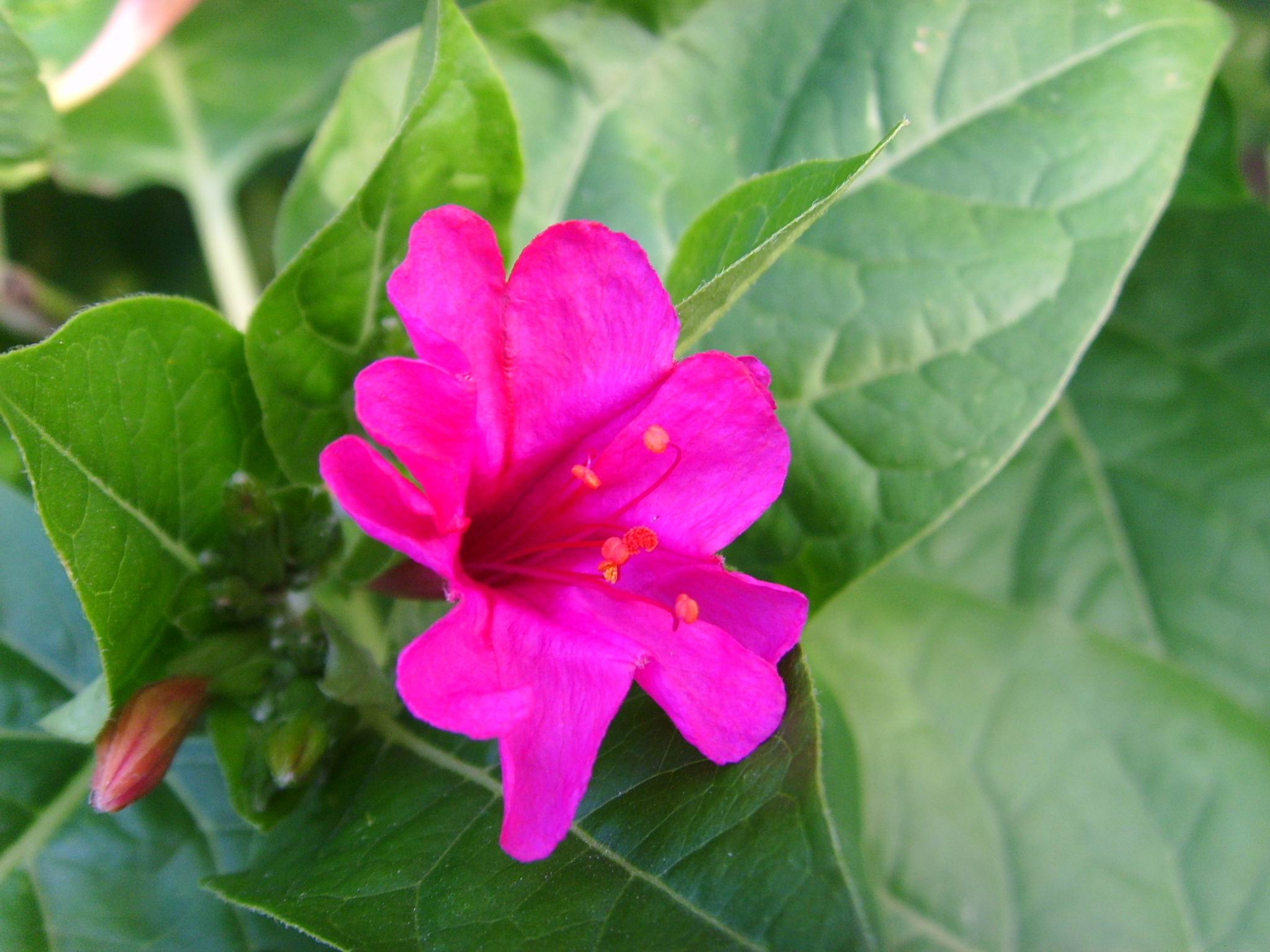 紫茉莉的种植方法功效与作用 紫茉莉根有毒吗对男性的功效与作用