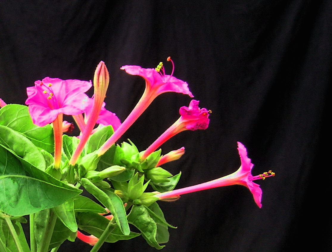 紫茉莉的种植方法功效与作用 紫茉莉根有毒吗对男性的功效与作用