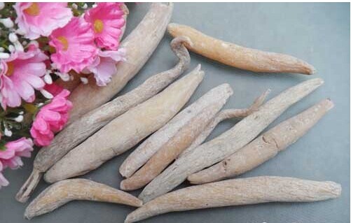 紫茉莉的种植方法功效与作用 紫茉莉根有毒吗对男性的功效与作用