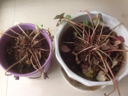 仙客来几月份过休眠期是什么样子图,仙客来休眠期怎样养植浇水吗