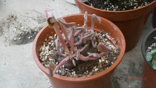 仙客来几月份过休眠期是什么样子图,仙客来休眠期怎样养植浇水吗