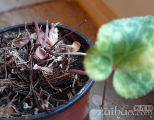 仙客来几月份过休眠期是什么样子图,仙客来休眠期怎样养植浇水吗