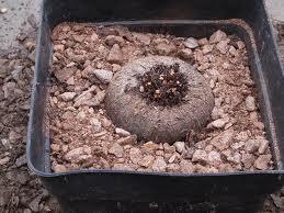 仙客来几月份过休眠期是什么样子图,仙客来休眠期怎样养植浇水吗