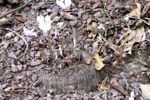 仙客来几月份过休眠期是什么样子图,仙客来休眠期怎样养植浇水吗