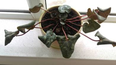 仙客来夏天叶子发黄怎么办处理方法图,仙客来只长叶子不开花原因