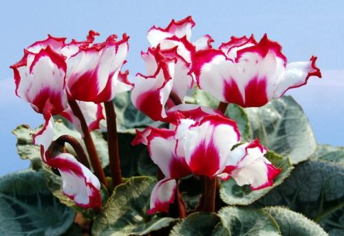 仙客来夏天叶子发黄怎么办处理方法图,仙客来只长叶子不开花原因