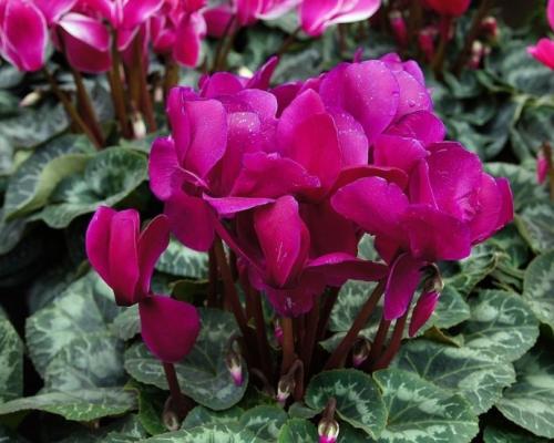 仙客来夏天叶子发黄怎么办处理方法图,仙客来只长叶子不开花原因