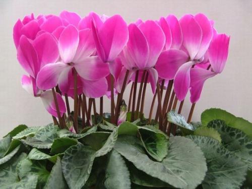 仙客来夏天叶子发黄怎么办处理方法图,仙客来只长叶子不开花原因