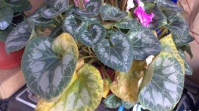 仙客来夏天叶子发黄怎么办处理方法图,仙客来只长叶子不开花原因