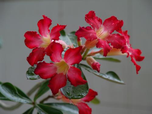 沙漠玫瑰常见的养殖方法和注意事项,沙漠玫瑰有毒吗能在卧室养吗