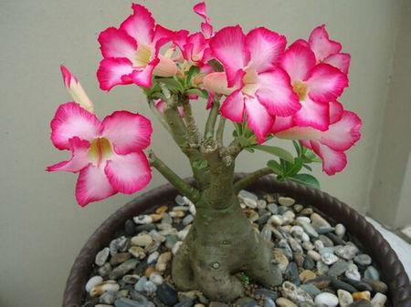 沙漠玫瑰常见的养殖方法和注意事项,沙漠玫瑰有毒吗能在卧室养吗