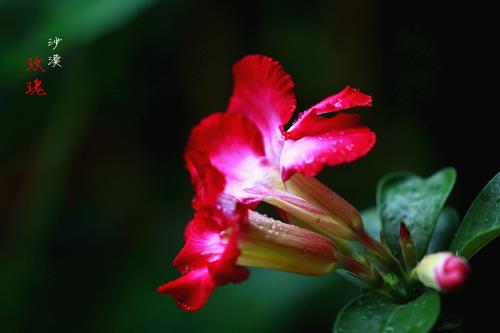 沙漠玫瑰常见的养殖方法和注意事项,沙漠玫瑰有毒吗能在卧室养吗