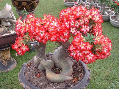 沙漠玫瑰常见的养殖方法和注意事项,沙漠玫瑰有毒吗能在卧室养吗