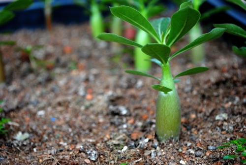 沙漠玫瑰常见的养殖方法和注意事项,沙漠玫瑰有毒吗能在卧室养吗