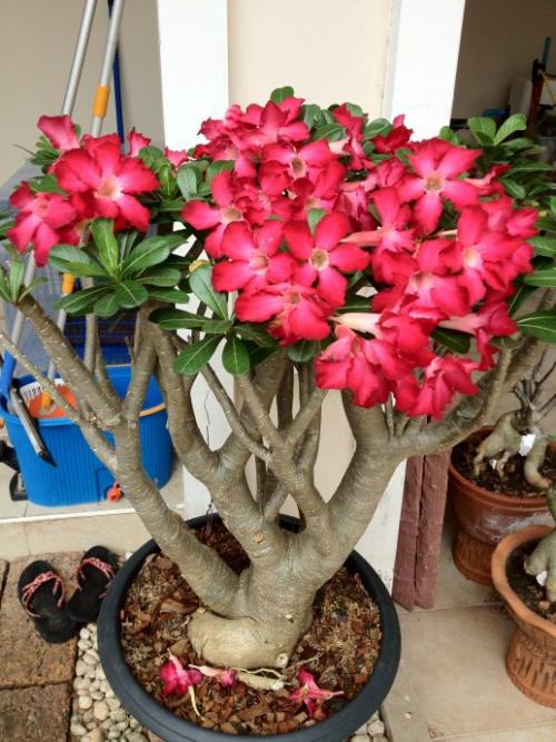 沙漠玫瑰常见的养殖方法和注意事项,沙漠玫瑰有毒吗能在卧室养吗