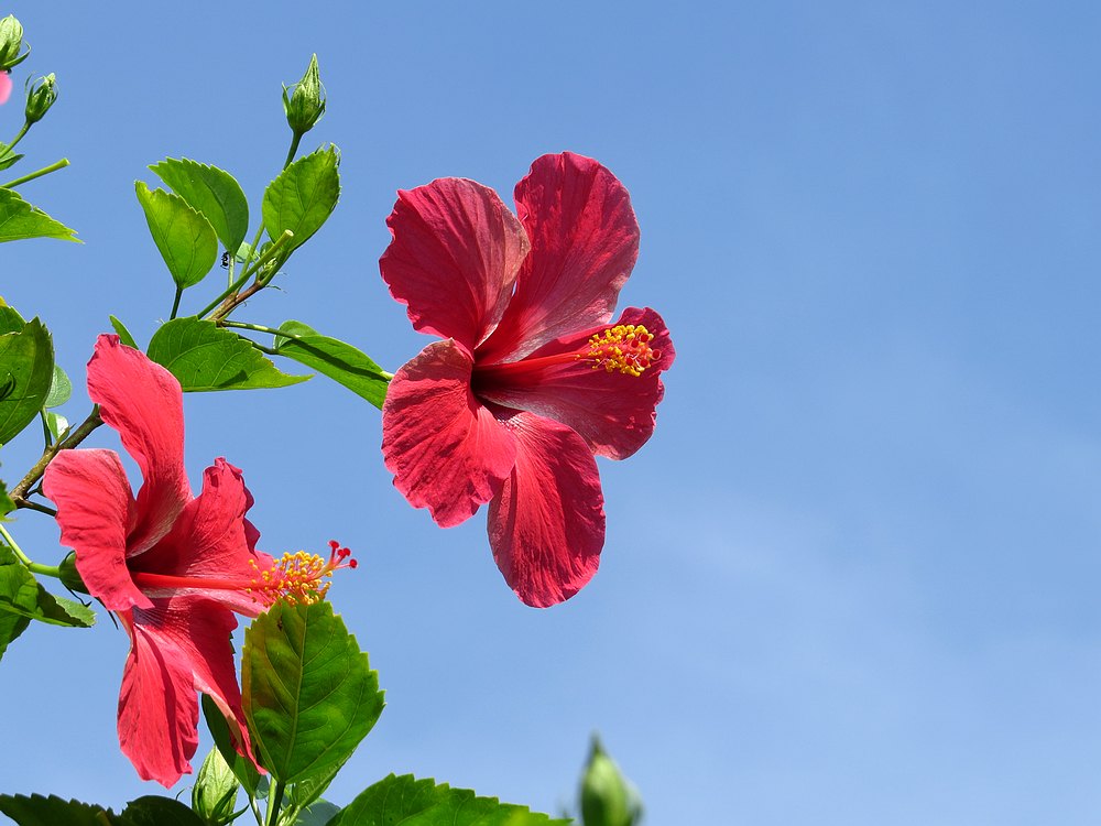 扶桑花的养殖方法繁殖和修剪方法图解注意事项及叶子发黄怎么办