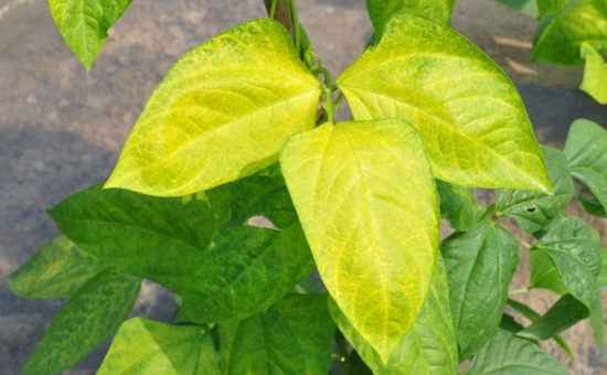 扶桑花的养殖方法繁殖和修剪方法图解注意事项及叶子发黄怎么办