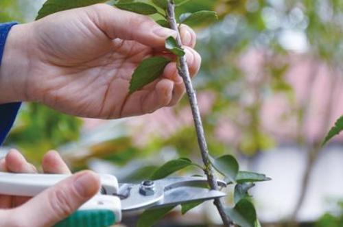扶桑花的养殖方法繁殖和修剪方法图解注意事项及叶子发黄怎么办